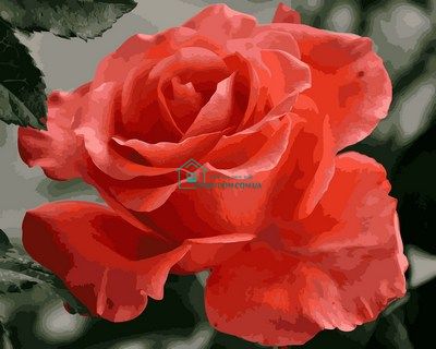 396 грн  Живопис за номерами MR-Q2158 Розмальовка за номерами Коралова троянда