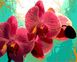 MR-Q766 Раскраска по номерам Тропическая орхидея
