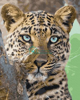 299 грн  Живопис за номерами BK-GX38277 Розмальовка для малювання по цифрам Леопард на охоті