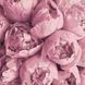 13103-AC Набор-раскраска по номерам Розовая нежность, Без коробки