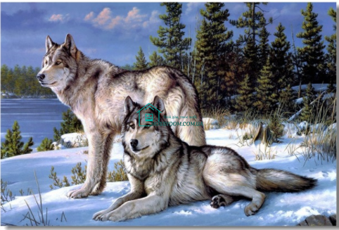 630 грн  Діамантова мозаїка SP007 Набір діамантової мозаїки 40х50 Вовки на снігу