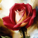 КДИ-0016 Набір діамантової вишивки Червона троянда. Художник Levashov Igor
