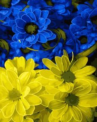 279 грн  Живопись по номерам BK-GX44817 Раскраски по номерам Желто-голубые цветы 40 х 50 см