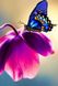 TN044 Набір алмазної мозаїки на підрамнику Метелик на квітці