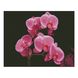 FA11877 Набір алмазної мозаїки на підрамнику Рожеві орхідеї