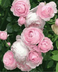279 грн  Живопис за номерами BK-GX38392 Набір для малювання за номерами Рожеві троянди