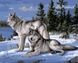 VP236 Раскраска по номерам Волки на снегу худ. Хаутман Джозеф