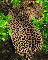 329 грн  Живопис за номерами KH4101 Розмальовка за номерами Леопард на дереві