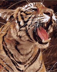 396 грн  Живопись по номерам MR-Q1974 Раскраска по номерам Рычащий тигр