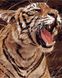 MR-Q1974 Раскраска по номерам Рычащий тигр