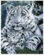 SPR061 Набор алмазной мозаики на подрамнике на подрамнике 40х50 Обьятия тигров