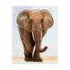FA40162 Набір алмазної мозаїки на підрамнику Величний слон