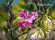 VP101 Раскраска по номерам Прекрасные орхидеи худ. Данн-Харр Ви