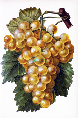 380 грн  Діамантова мозаїка КДИ-1513 Набір алмазної вишивки Грона винограду