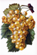 КДИ-1513 Набор алмазной вышивки Грозди винограда