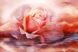 КДИ-0721 Набор алмазной вышивки Лавандовая роза. Художник Carol Cavalaris