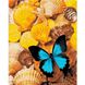 Набор для творчества алмазная картина Бабочка на ракушках, 40х50 см FA40857