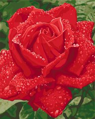 329 грн  Живопис за номерами KH3045 Раскраска- картина по номерам Ніжність троянди