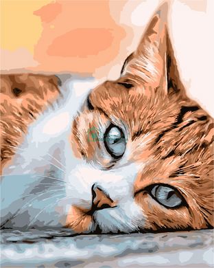 319 грн  Живопись по номерам AS1024 Набор для рисования по номерам Сонный кот