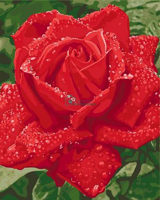 299 грн  Живопис за номерами KH3045 Раскраска- картина по номерам Ніжність троянди
