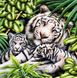 DMP-283 Набір діамантового живопису на підрамнику Біла тигриця з тигрятами