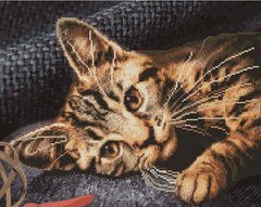 545 грн  Алмазная мозаика GZS1038 Картина по номерам-мозаика Бенгальская кошка